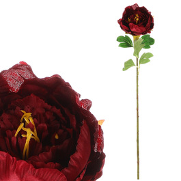 KN6129-BOR - Pivonka jednokvetá, bordová farba.