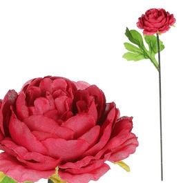 KN6160-BOR - Pivonka, farba bordová.