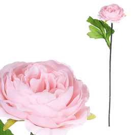 KN6160-PINK - Pivonka, farba ružová.