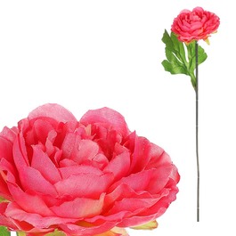 KN6160-PINK-DK - Pivonka, farba tmavo ružová.