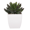 NL0013 - Sukulent v plastovom obale. Kvetina umelá.