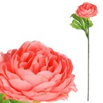 KN6160-SAL - Pivonka, farba lososová.