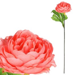 KN6160-SAL - Pivonka, farba lososová.