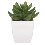 NL0014 - Sukulent v plastovom obale. Kvetina umelá.