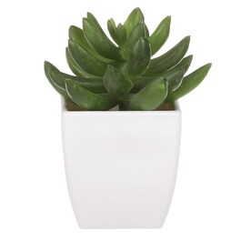 NL0014 - Sukulent v plastovom obale. Kvetina umelá.